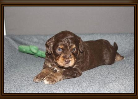 Aussiedoodle Traum ! Bezaubernde Welpen in tollem Choco-und Chocomerle...