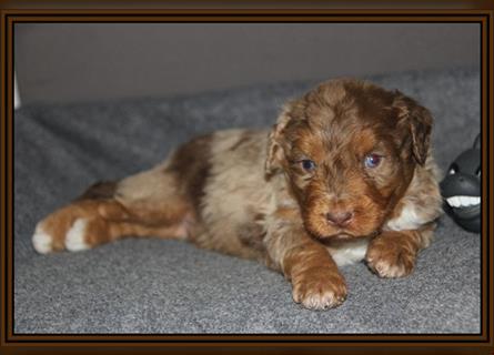 Aussiedoodle Traum ! Bezaubernde Welpen in tollem Choco-und Chocomerle...