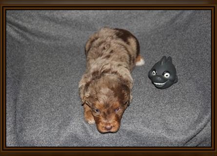 Aussiedoodle Traum ! Bezaubernde Welpen in tollem Choco-und Chocomerle...