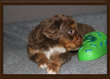 Aussiedoodle Traum ! Bezaubernde Welpen in tollem Choco-und Chocomerle...