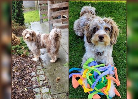 Aussiedoodle Traum ! Bezaubernde Welpen in tollem Choco-und Chocomerle...