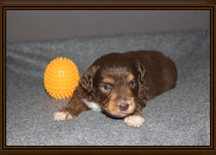 Aussiedoodle Traum ! Bezaubernde Welpen in tollem Choco-und Chocomerle...