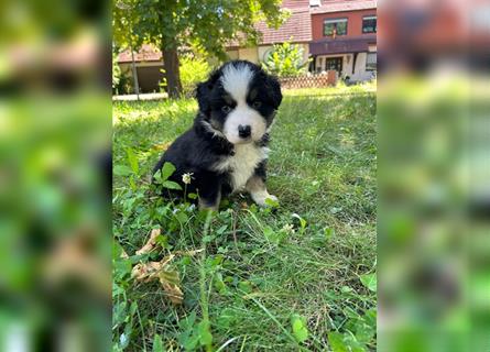 Miniature Australian Shepherd Mini Aussie Welpen