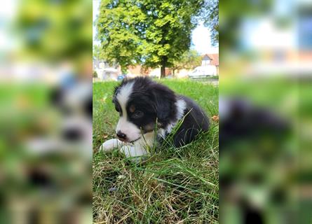 Miniature Australian Shepherd Mini Aussie Welpen