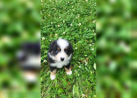 Miniature Australian Shepherd Mini Aussie Welpen