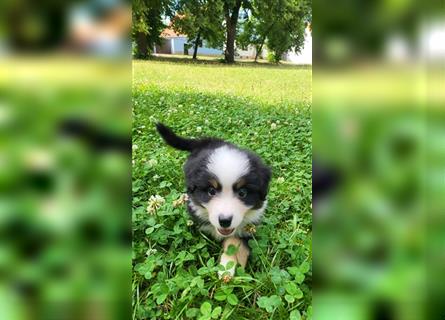 Miniature Australian Shepherd Mini Aussie Welpen