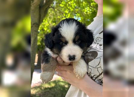 Miniature Australian Shepherd Mini Aussie Welpen