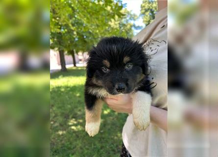 Miniature Australian Shepherd Mini Aussie Welpen