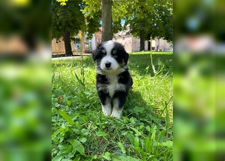 Miniature Australian Shepherd Mini Aussie Welpen