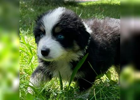 Miniature Australian Shepherd Mini Aussie Welpen