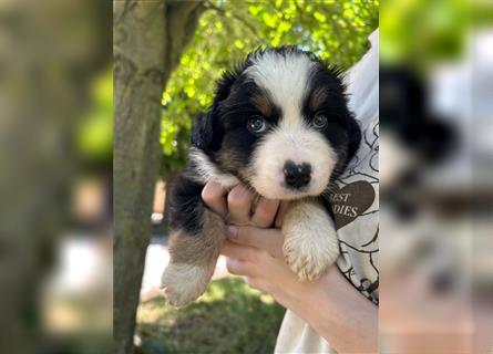 Miniature Australian Shepherd Mini Aussie Welpen