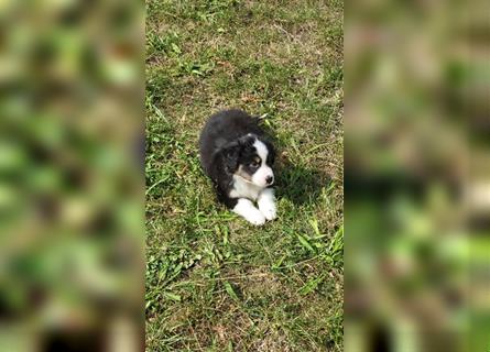 Miniature Australian Shepherd Mini Aussie Welpen