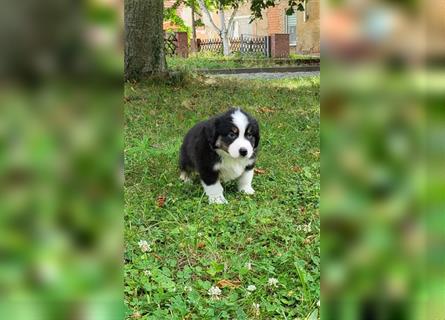 Miniature Australian Shepherd Mini Aussie Welpen