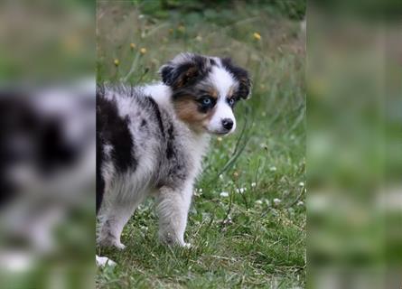 Traumhafte Mini Aussies in Blue Merle !