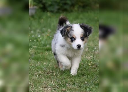 Traumhafte Mini Aussies in Blue Merle !