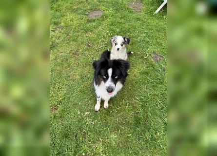 Traumhafte Mini Aussies in Blue Merle !