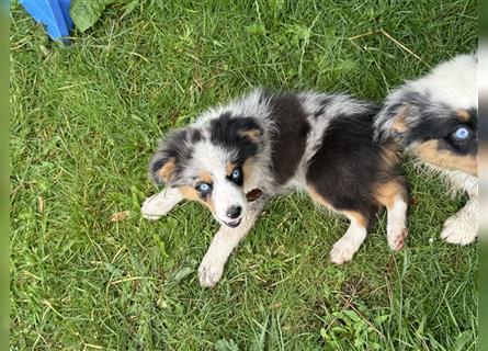 Traumhafte Mini Aussies in Blue Merle !