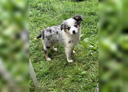 Traumhafte Mini Aussies in Blue Merle !