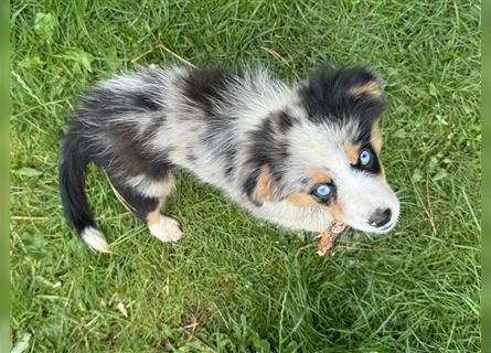 Traumhafte Mini Aussies in Blue Merle !