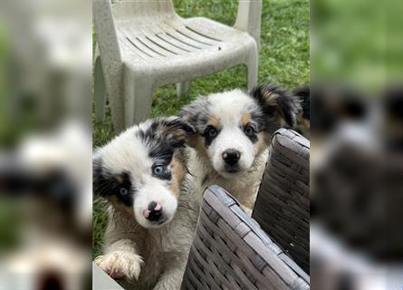 Traumhafte Mini Aussies in Blue Merle !