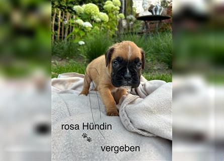 Boxer Welpen reinrassig