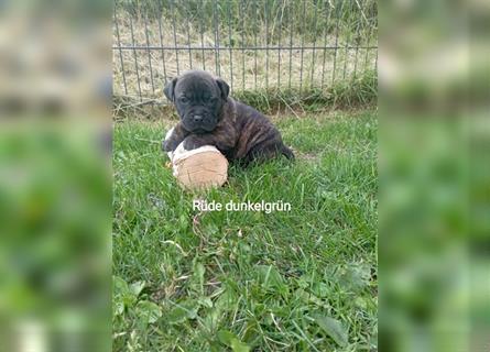 Cane Corso Welpen Mix