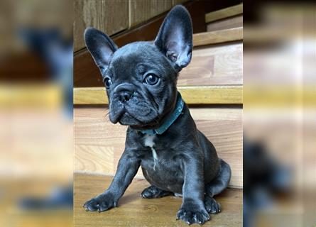 Wunderschöne Französische Bulldogge in Sonderfarben