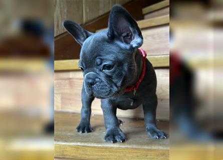 Wunderschöne Französische Bulldogge in Sonderfarben