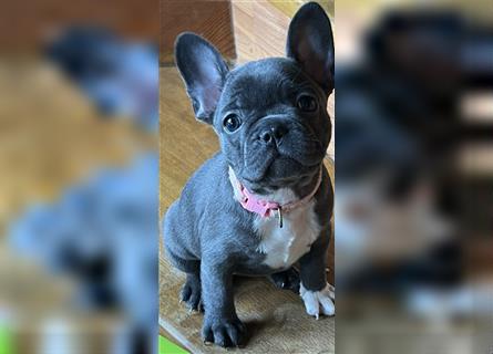 Wunderschöne Französische Bulldogge in Sonderfarben