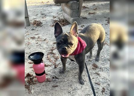 Wunderschöne Französische Bulldogge in Sonderfarben