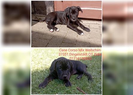 Cane Corso Welpen Mix