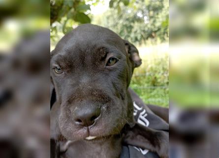 Cane Corso Welpen Mix