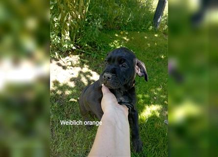 Cane Corso Welpen Mix