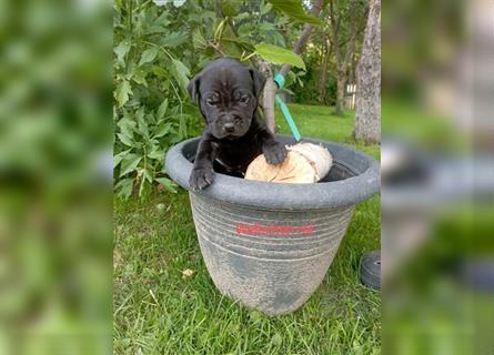 Cane Corso Welpen Mix