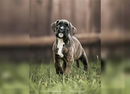 Typvolle Boxerwelpen mit Ahnentafel abzugeben