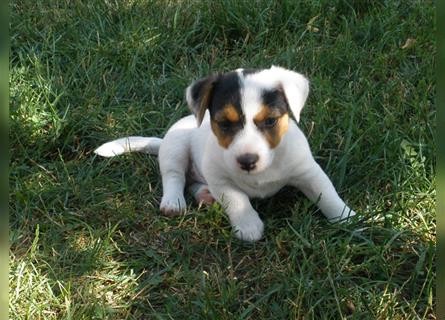 Reinrassige Jack Russell Welpen aus liebevoller Aufzucht!