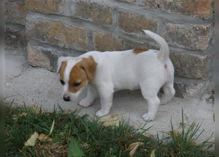 Reinrassige Jack Russell Welpen aus liebevoller Aufzucht!