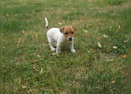 Reinrassige Jack Russell Welpen aus liebevoller Aufzucht!