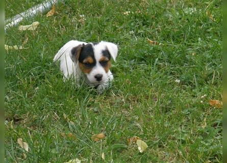 Reinrassige Jack Russell Welpen aus liebevoller Aufzucht!