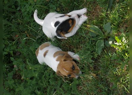 Reinrassige Jack Russell Welpen aus liebevoller Aufzucht!