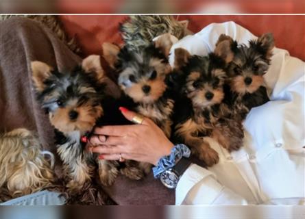 Yorkshire Terrier Welpen KfT e.V./VDH/FCI - vom Kaolinsee