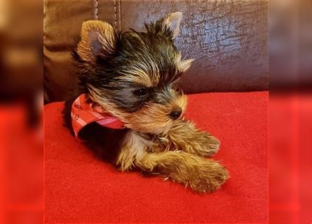 Yorkshire Terrier Welpen KfT e.V./VDH/FCI - vom Kaolinsee