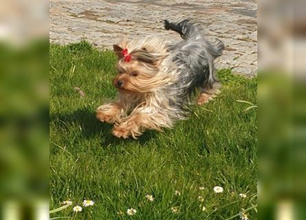 Yorkshire Terrier Welpen KfT e.V./VDH/FCI - vom Kaolinsee