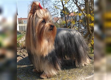 Yorkshire Terrier Welpen KfT e.V./VDH/FCI - vom Kaolinsee