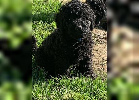 Cockerpoo/ Cockapoo F1b Welpen zu verkaufen