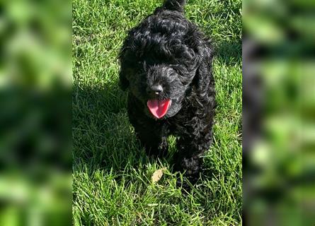 Cockerpoo/ Cockapoo F1b Welpen zu verkaufen