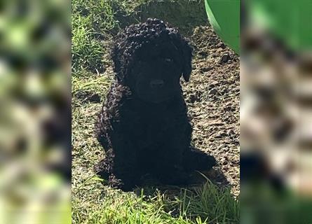 Cockerpoo/ Cockapoo F1b Welpen zu verkaufen