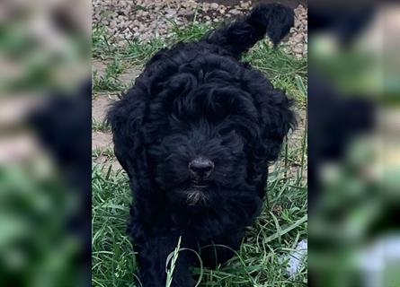 Cockerpoo/ Cockapoo F1b Welpen zu verkaufen