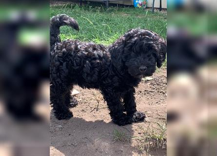 Cockerpoo/ Cockapoo F1b Welpen zu verkaufen