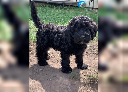 Cockerpoo/ Cockapoo F1b Welpen zu verkaufen